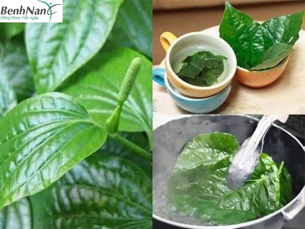 Hướng dẫn sử dụng lá lốt ngâm chân chữa tiểu đường