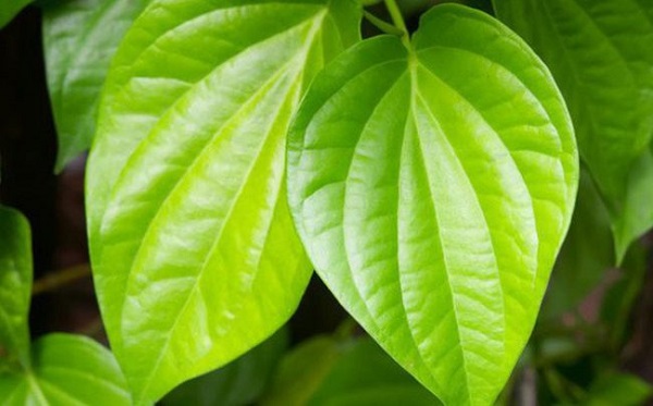Chữa viêm phế quản mạn tính bằng lá trầu