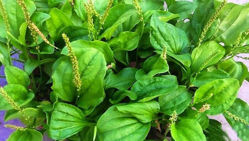 Cây mã đề chữa bệnh tiểu đường